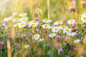 Fototapeta na wymiar Field of daisy flowers wild camomile flowers in sunlight with selective focus.