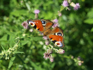 Peacock Butterfly