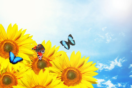 Wunderschöne Sonnenblume mit Schmetterlingen