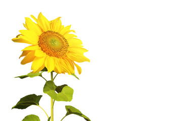 Naklejka premium Sonnenblume auf weissem Hintergrund
