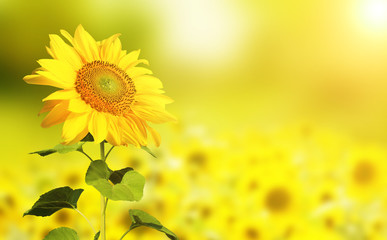 Fototapeta premium Wunderschöne Sonnenblumen