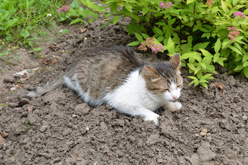 Naklejka na ściany i meble The cat sleeps on the ground next to the flowers