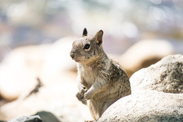 Fototapeta premium Squirrel Portrait