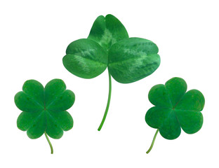 Collection of detailed realistic vector shamrocks. St. Patrick's day design elements. Gradient mesh.