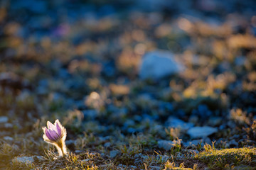 Sunlight on prairie crocus in an alpine field