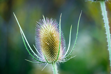Thistle at Sunset