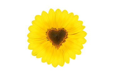 Wunderschöne Sonnenblume mit Form eines Herzens