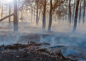 Black ashes of canary pine after forest fire at park in summer.