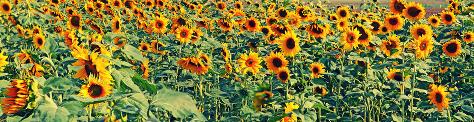 Fototapeta na wymiar Wunderschöne Sonnenblumen