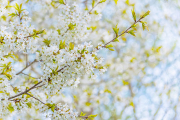blossoming tree branch on a blurry background of a fruit garden with a bokeh effect