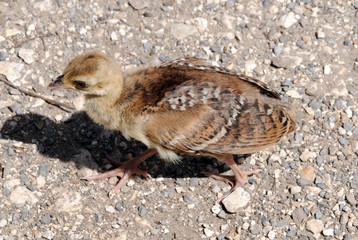 Pfauenküken