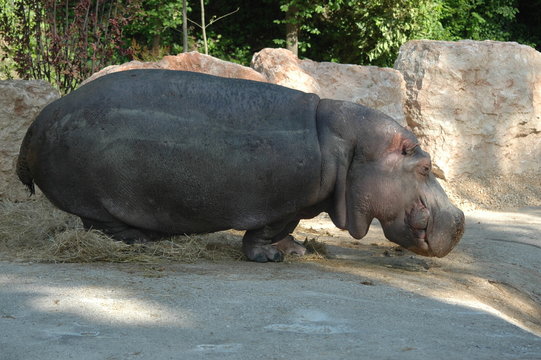 ippopotamo