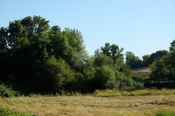 Trees at Champoeg State Park in Oregon