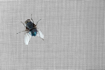 Annoying fly on window screen