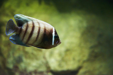 Exotic fish in aquarium.