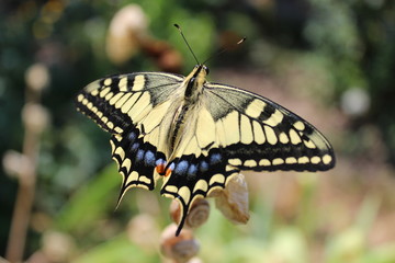 Butterfly Papilionidae