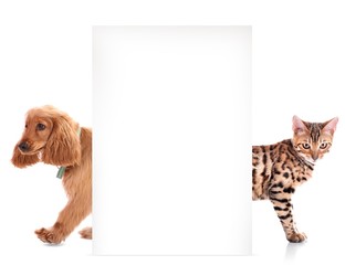 Cat and dog with blank poster on white background