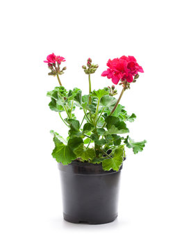 Colorful  Geranium flowers in a black flowerpot isolated on white