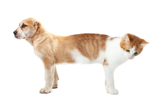Cat conjoined with dog on white background