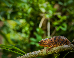 Chameleon, Madagascar