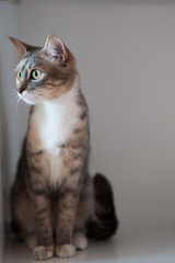 Fototapeta premium Funny cat