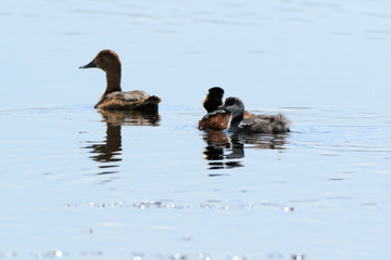 Black-necked Grebe (Podiceps nigricollis, Podiceps caspicus)