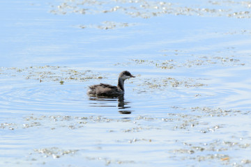 Black-necked Grebe (Podiceps nigricollis, Podiceps caspicus)