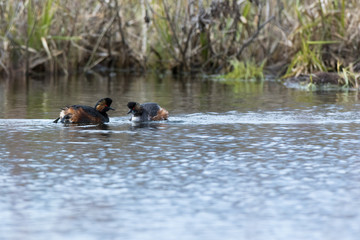 Black-necked Grebe (Podiceps nigricollis, Podiceps caspicus)
