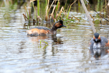 Black-necked Grebe (Podiceps nigricollis, Podiceps caspicus)
