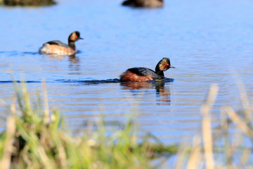 Black-necked Grebe (Podiceps nigricollis, Podiceps caspicus)