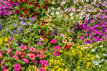Fototapeta premium Petunia spring flowers