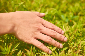 Woman's hand touch field grass and spikelets at sunset or sunrise. Rural and natural concept