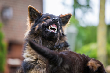 old German shepherd shows aggression