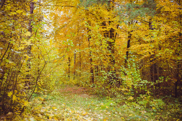 Early autumn forest