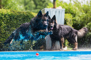 old German shepherd dog jumps in a pool