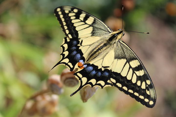 Butterfly Papilionidae 