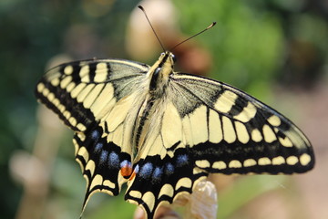 Butterfly Papilionidae 