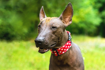 Close up portrait One Mexican hairless dog (xoloitzcuintle, Xolo) in a red collar on a background of green grass and trees in the park