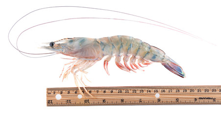 White shrimp (Litopenaeus setiferus) next to the ruler. Isolated on white background