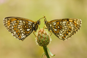 Nickerl's fritillary - Melitaea aurelia.