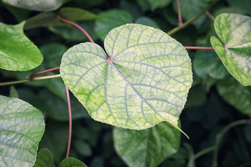 Green tropical plant outdoors, closeup