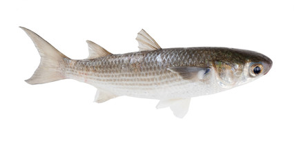 Fototapeta premium Striped mullet (Mugil cephalus) isolated on white background