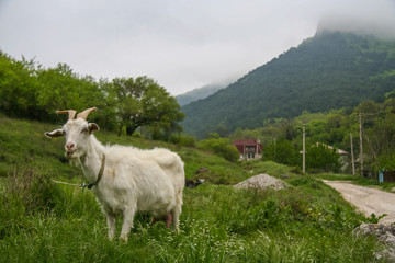 A white goat near the peninsula of Mangup plateau