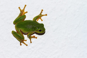 Europäischer Laubfrosch klettert an einer senkrechten weißen Wand entlang
