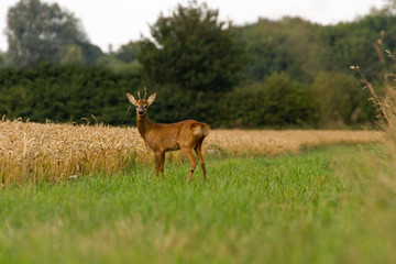 Naklejka na ściany i meble Buck Roe Deer Portrait on edge of field