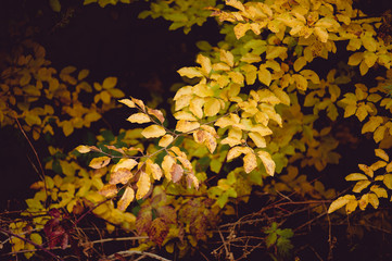 Early autumn forest
