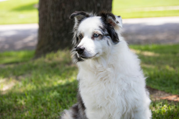 Australian shepherd dog