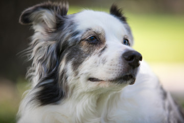 Australian shepherd dog