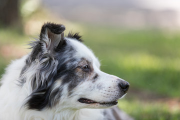 Australian shepherd dog