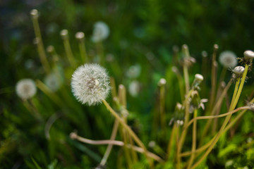 Dandelions